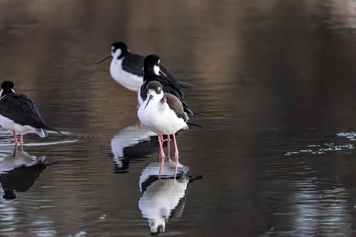 Black-necked Stilt - ML646631297