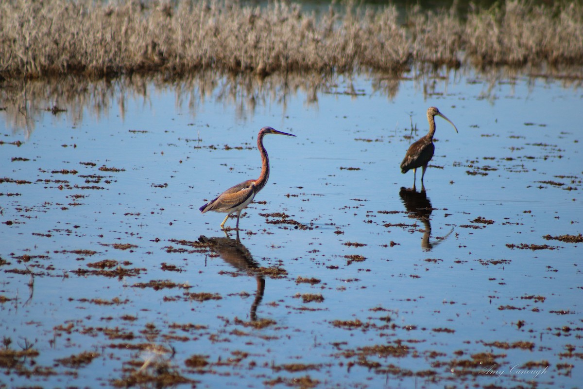 White-faced Ibis - ML646631298