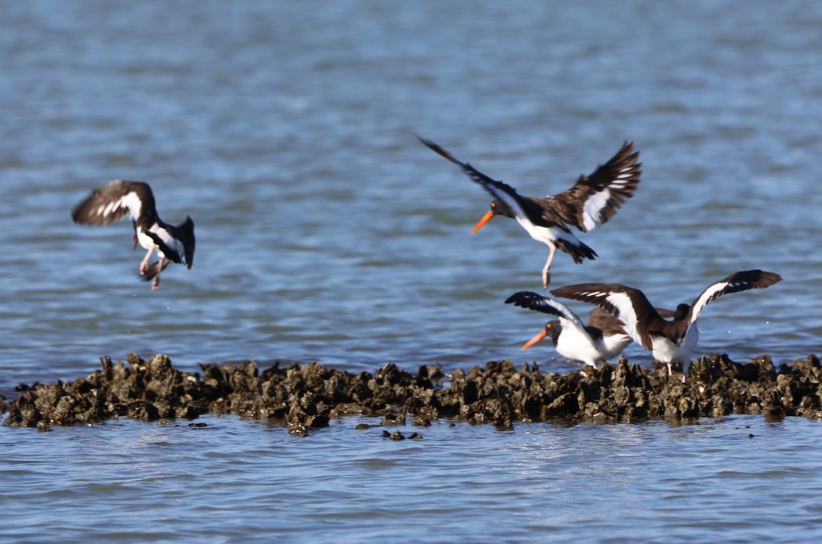 American Oystercatcher - ML646631299
