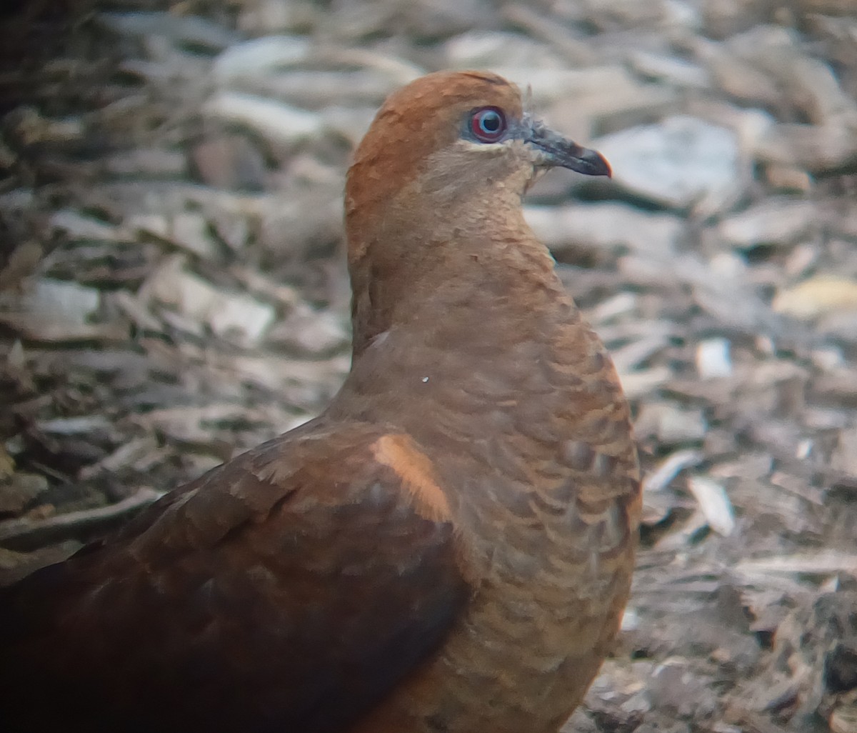 Phasianelle brune - ML646631301