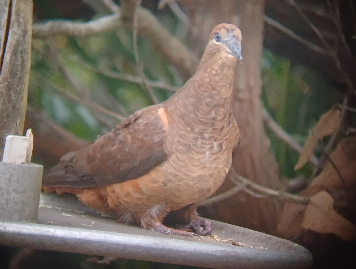 Phasianelle brune - ML646631302