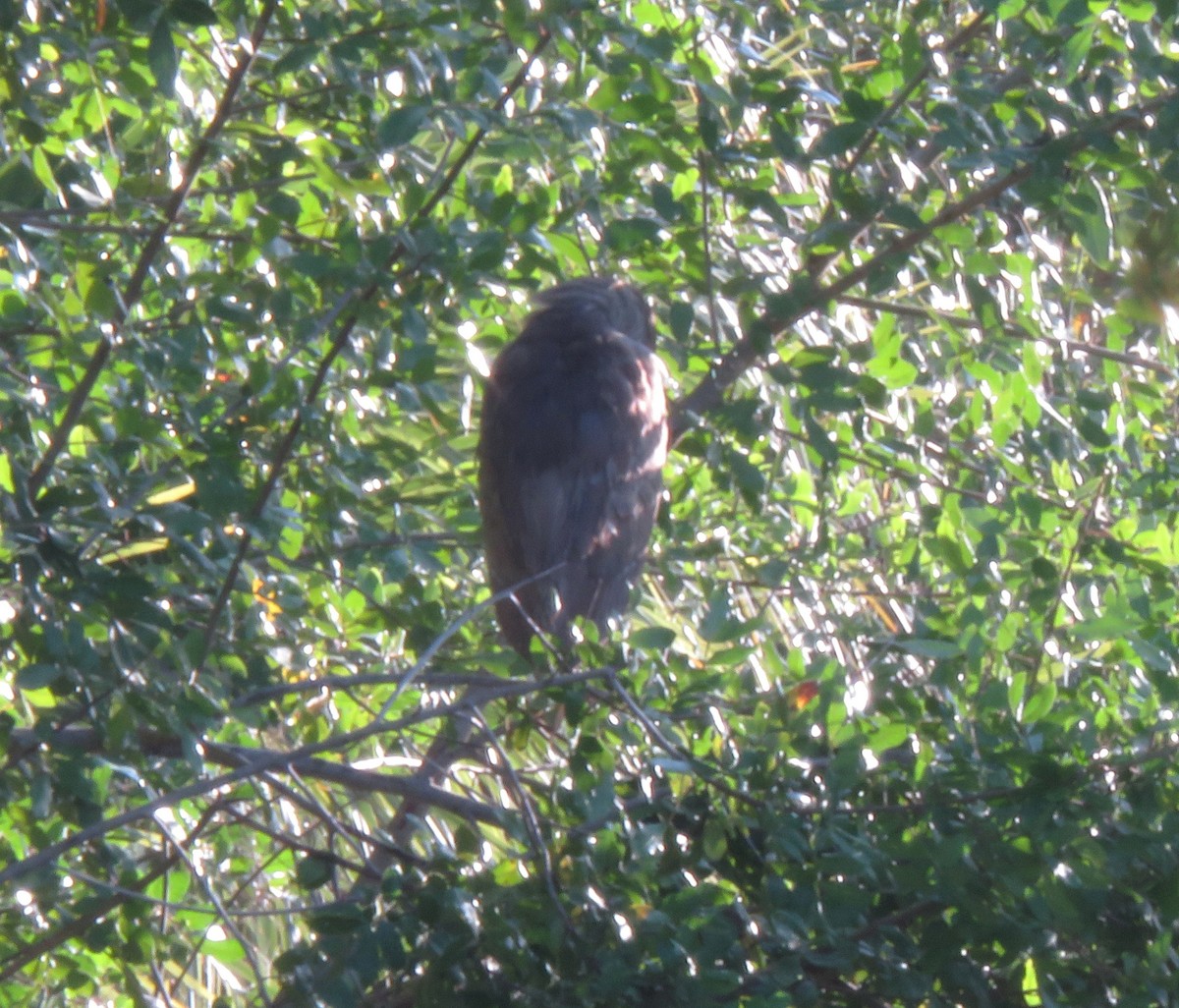 Ногоовор зашин - ML646631303