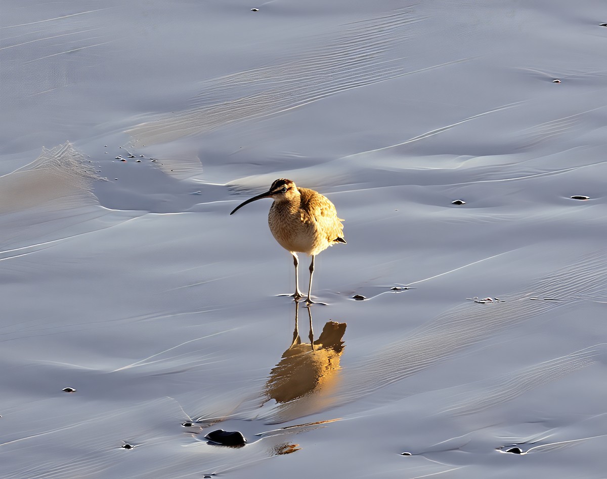 Long-billed Curlew - ML646631304
