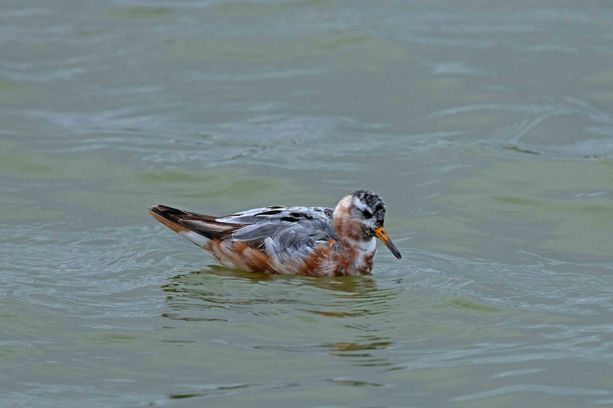 Red Phalarope - ML646631305