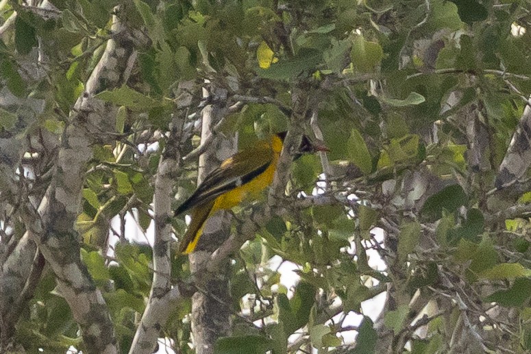 žluva škrabošková - ML646631308