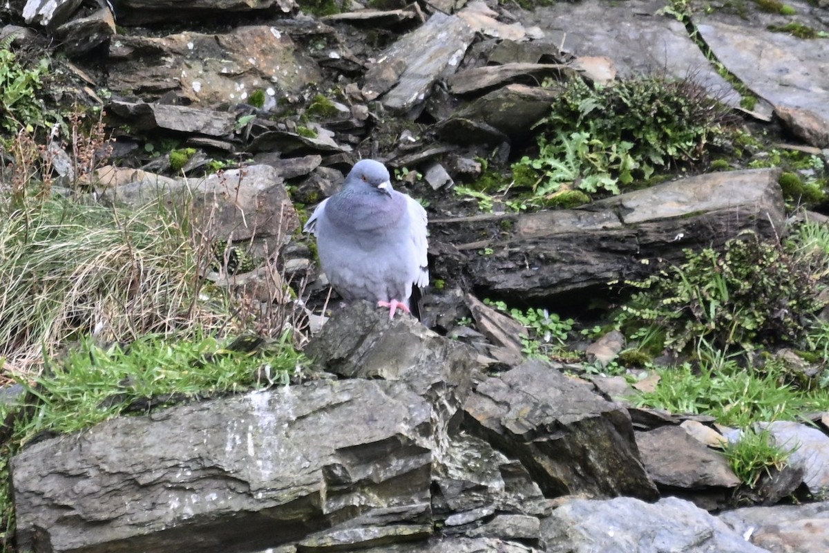 holub skalní - ML646631309