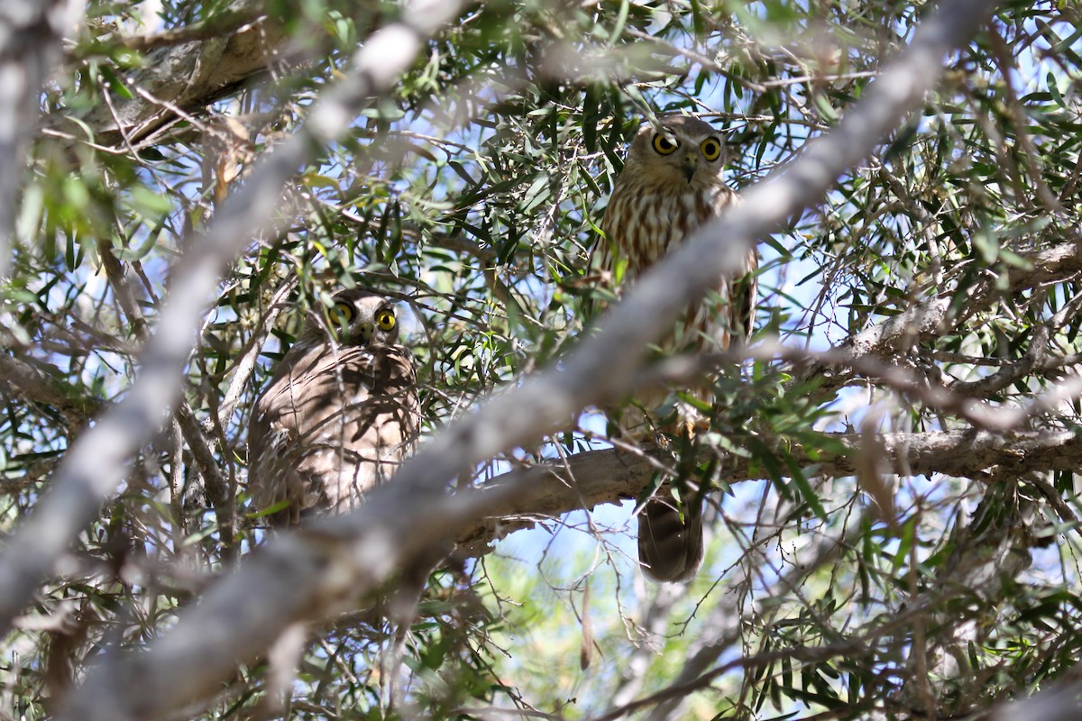 Barking Owl - ML64663131