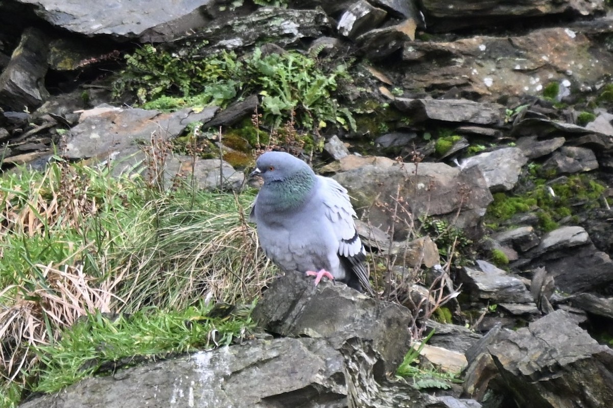 holub skalní - ML646631310