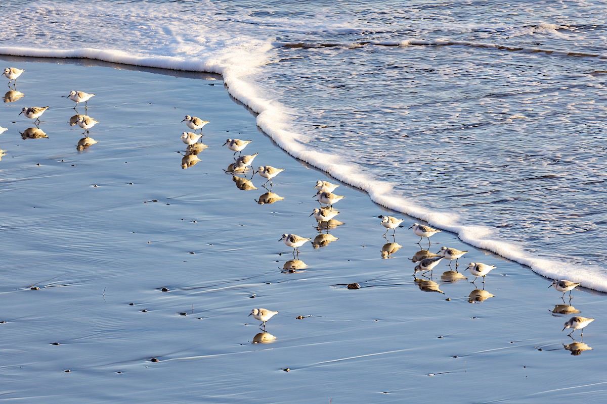 jespák písečný - ML646631311