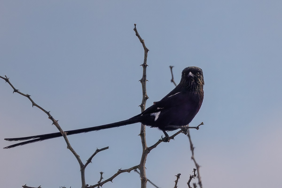 ťuhýk stračí - ML646631312