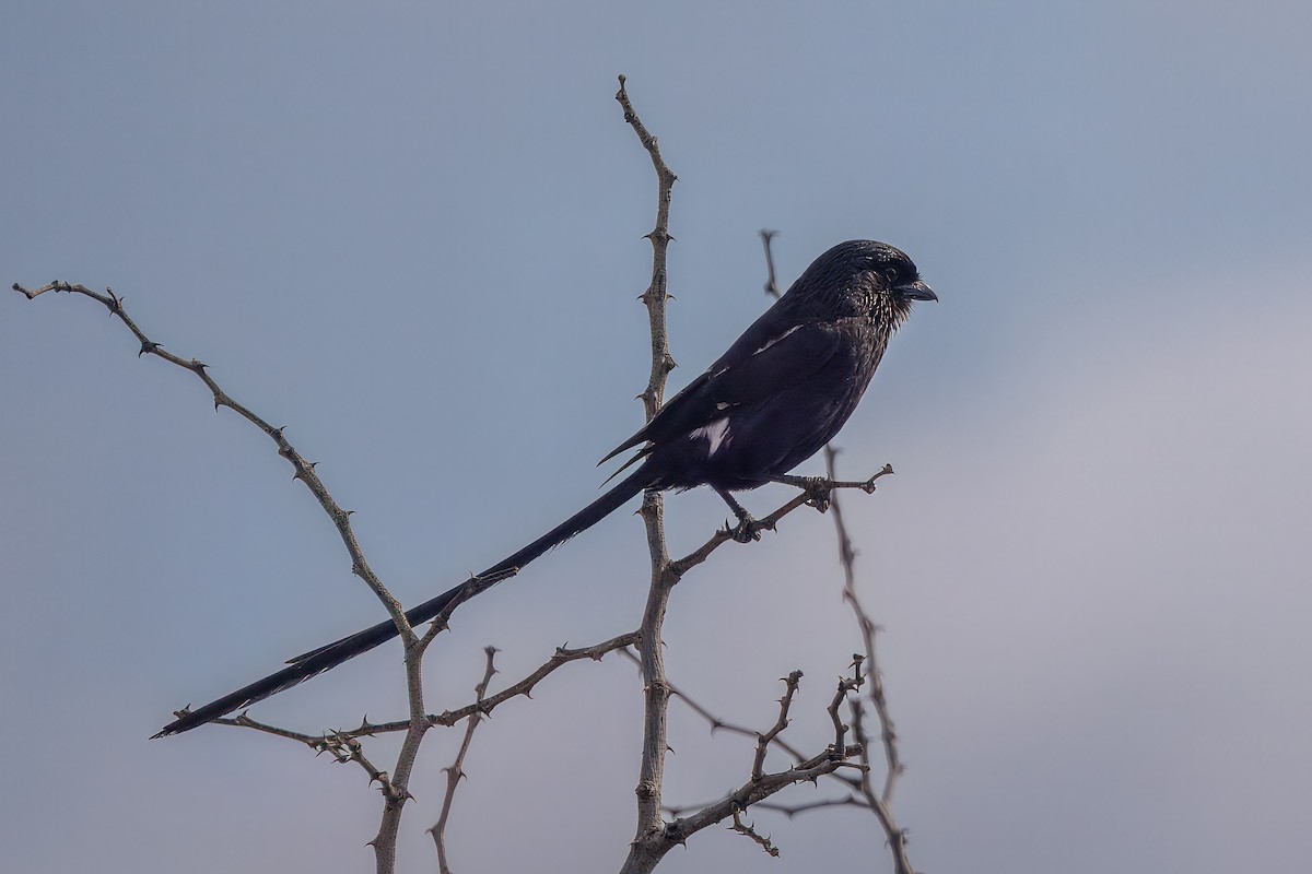 ťuhýk stračí - ML646631313