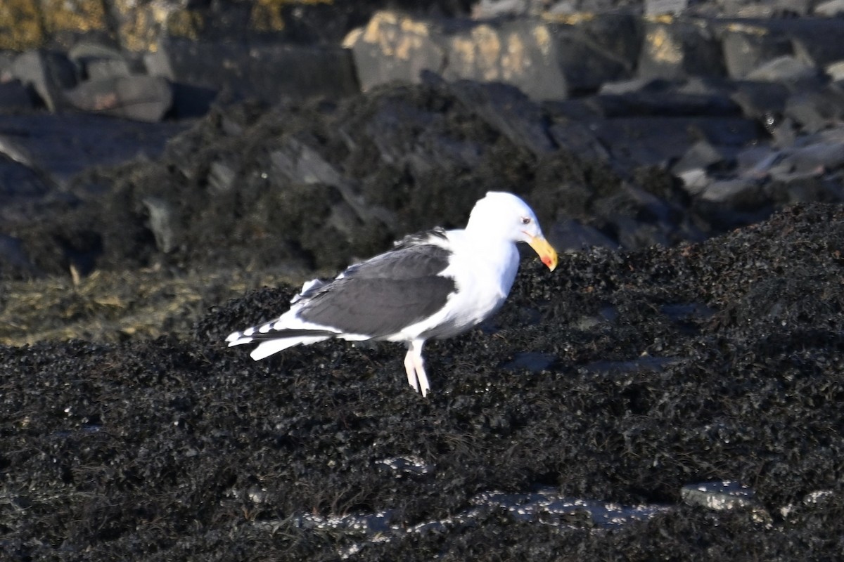 racek mořský - ML646631314