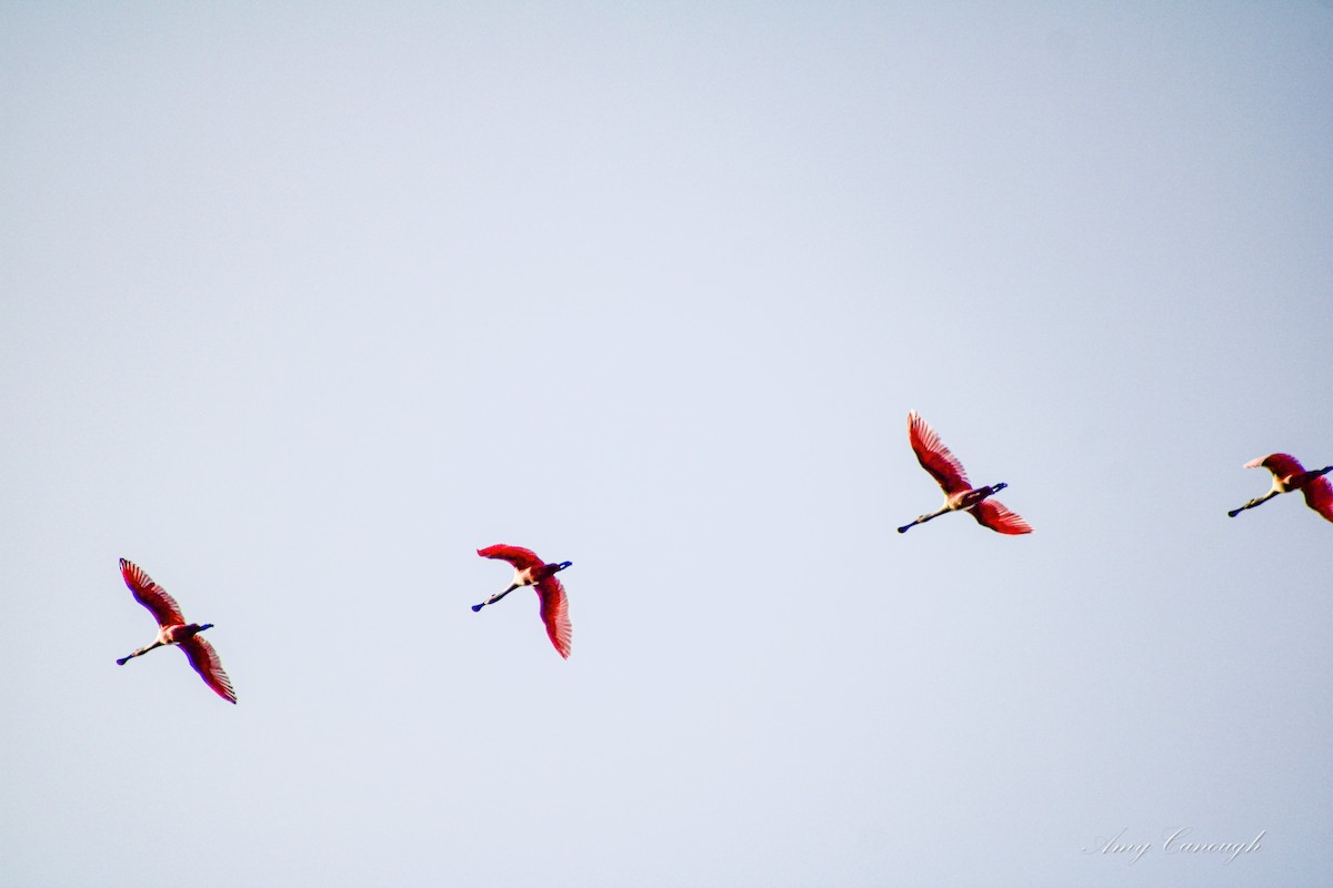 kolpík růžový - ML646631316