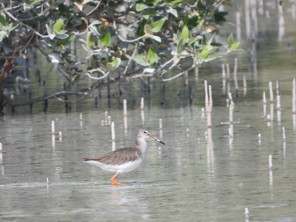 vodouš rudonohý - ML646631317