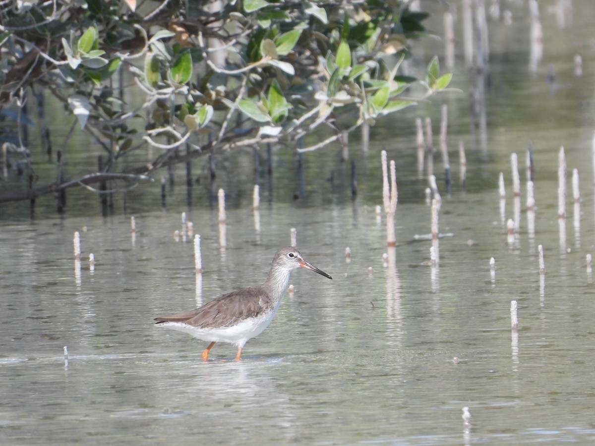 vodouš rudonohý - ML646631318