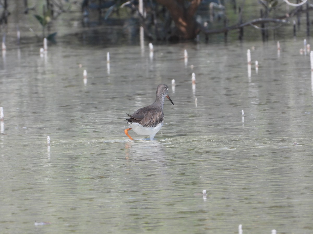 vodouš rudonohý - ML646631319