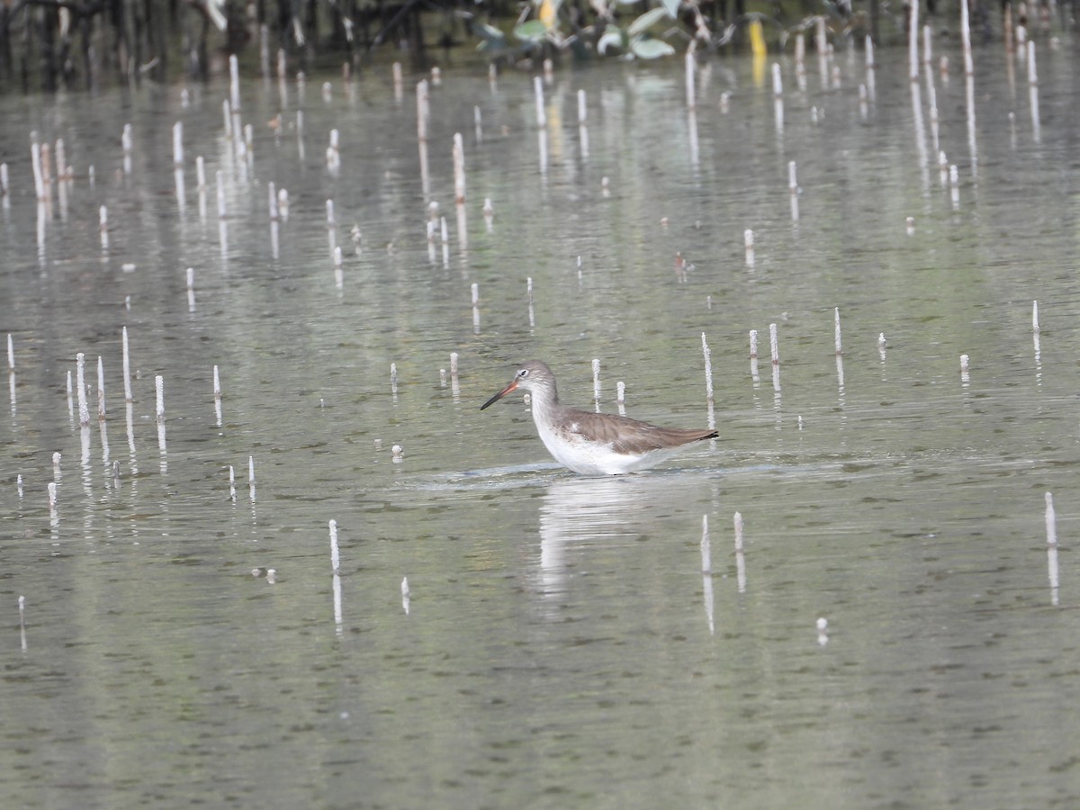 vodouš rudonohý - ML646631320