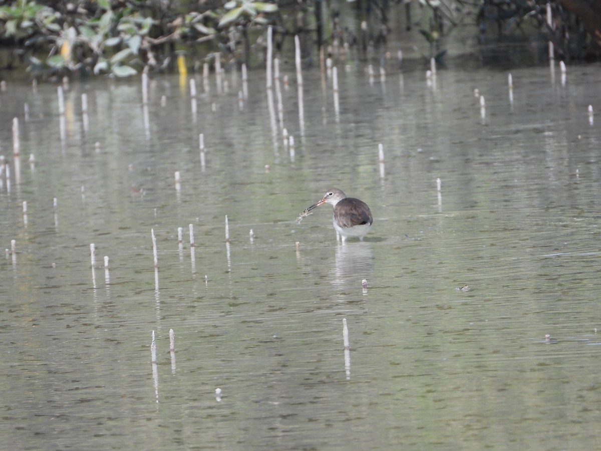 vodouš rudonohý - ML646631321