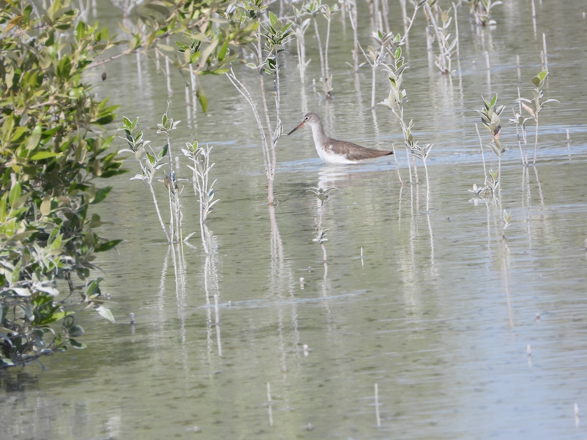 vodouš rudonohý - ML646631322