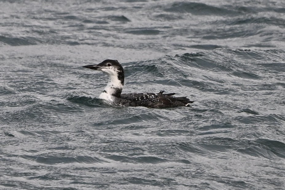 potáplice lední - ML646631325