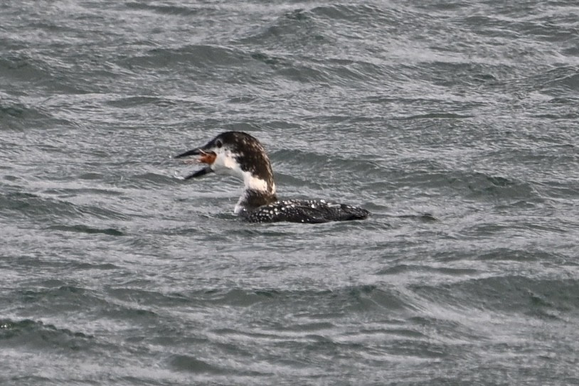 potáplice lední - ML646631326