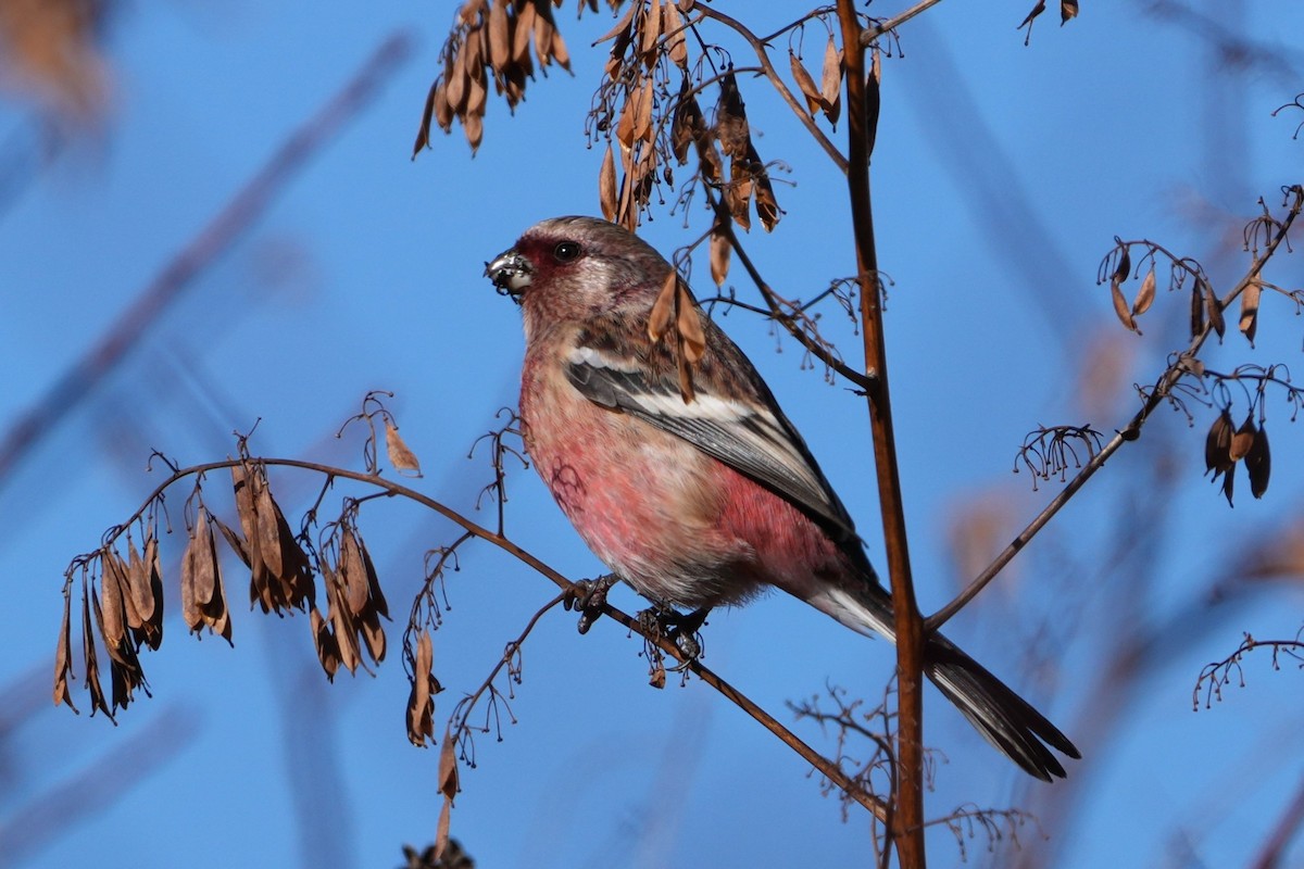 hýl sibiřský - ML646631327