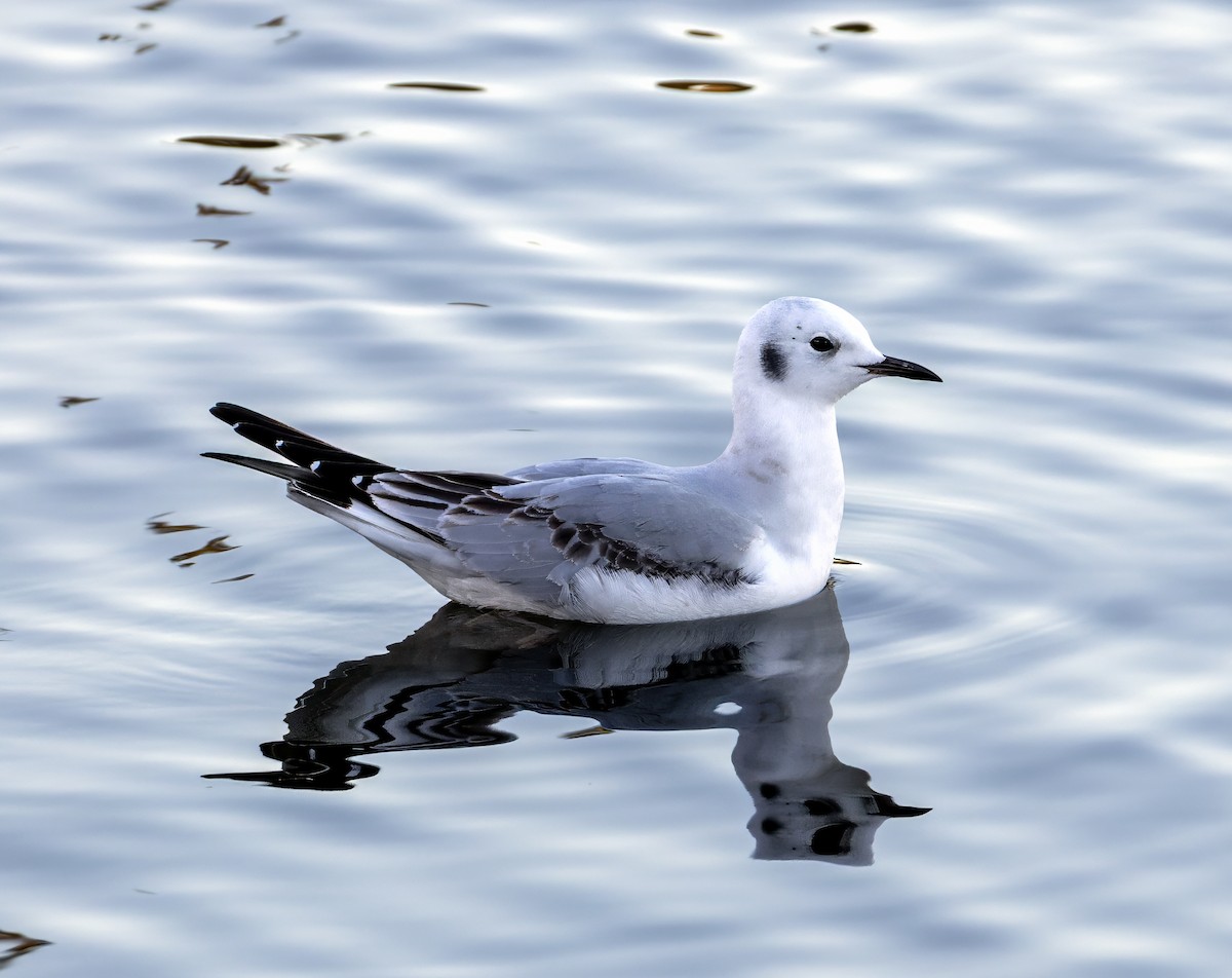 racek Bonapartův - ML646631330