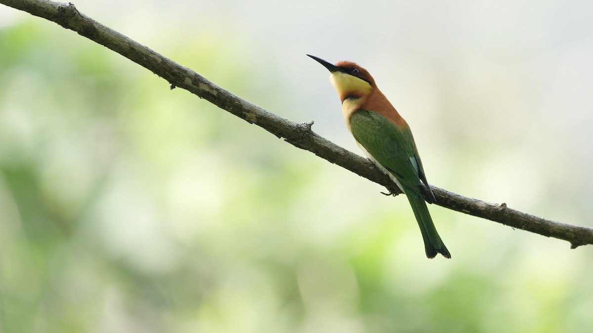 vlha hnědohlavá - ML646631332