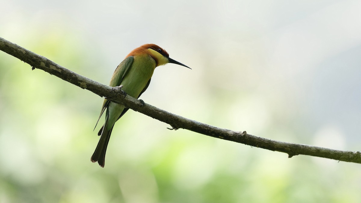 vlha hnědohlavá - ML646631333