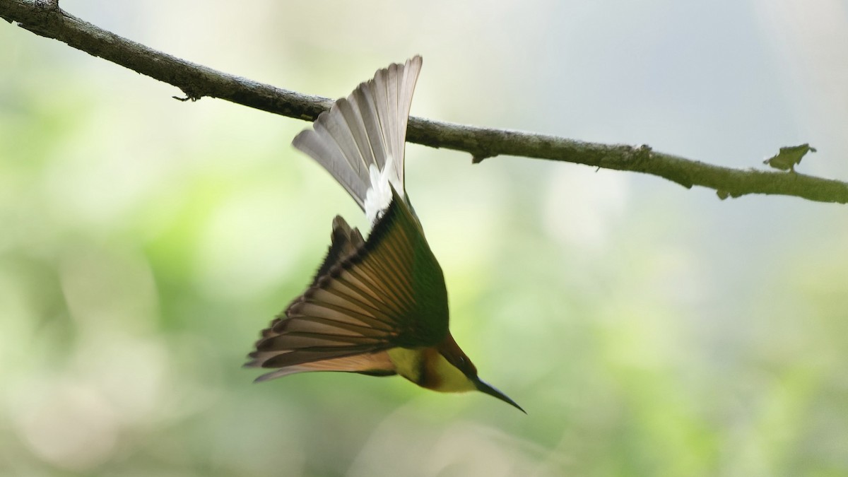 vlha hnědohlavá - ML646631334