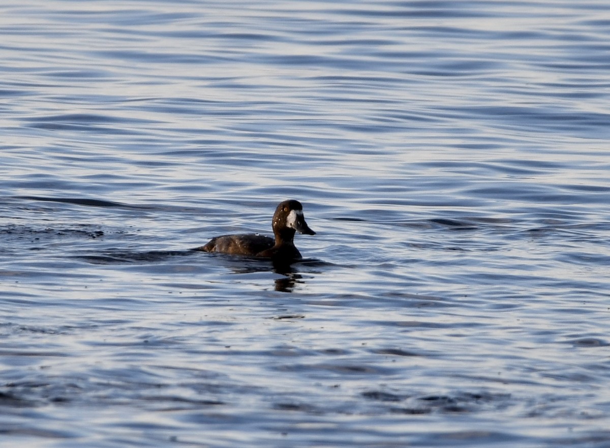 ostralka štíhlá - ML646631335