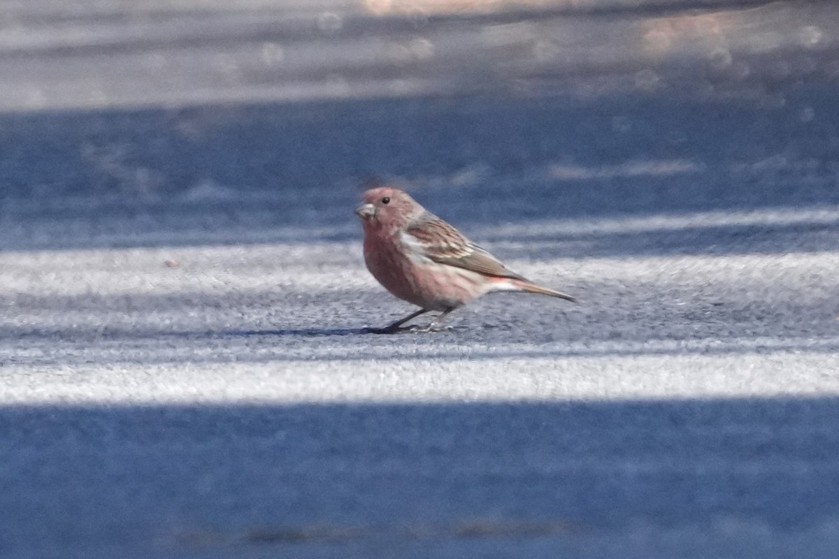 hýl růžový - ML646631338