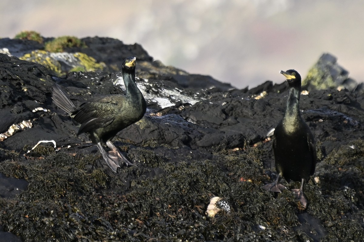 kormorán chocholatý - ML646631339