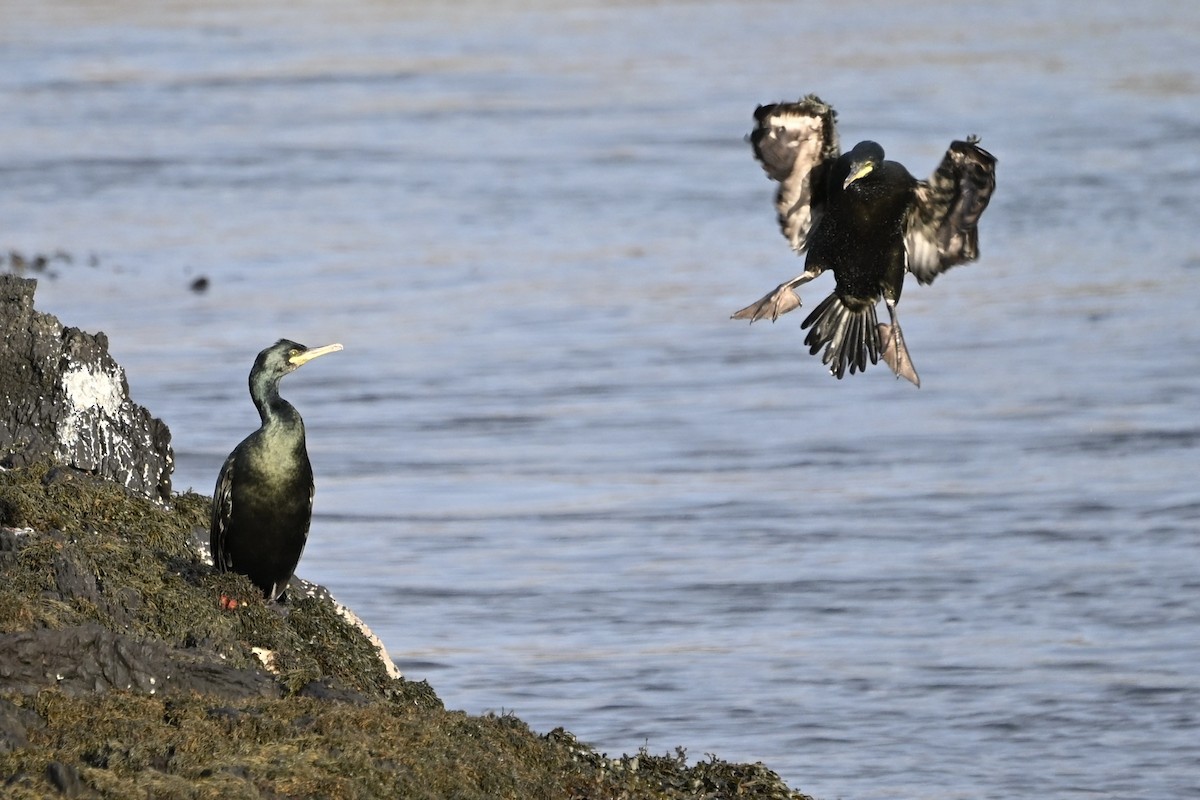 kormorán chocholatý - ML646631340