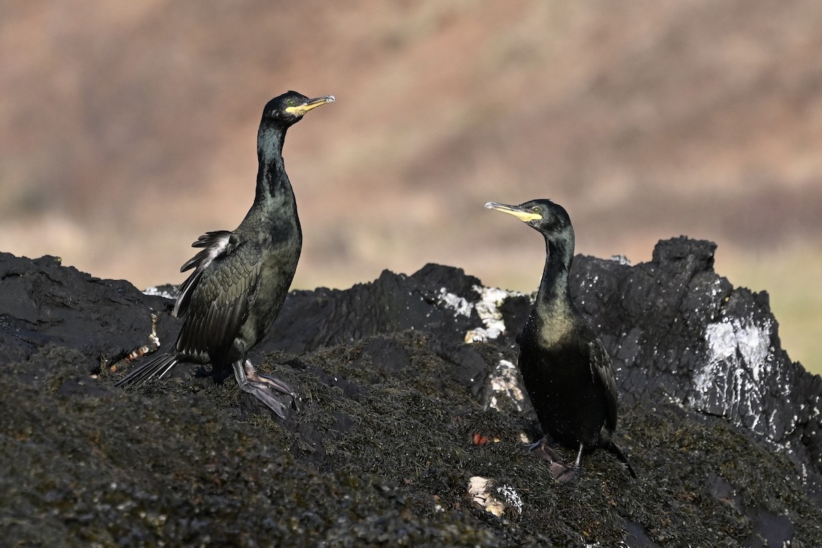 kormorán chocholatý - ML646631341