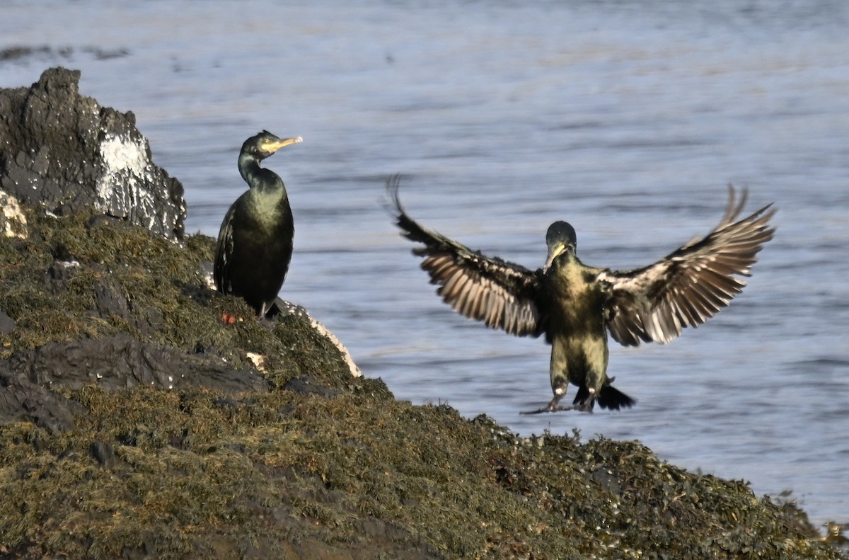 kormorán chocholatý - ML646631342