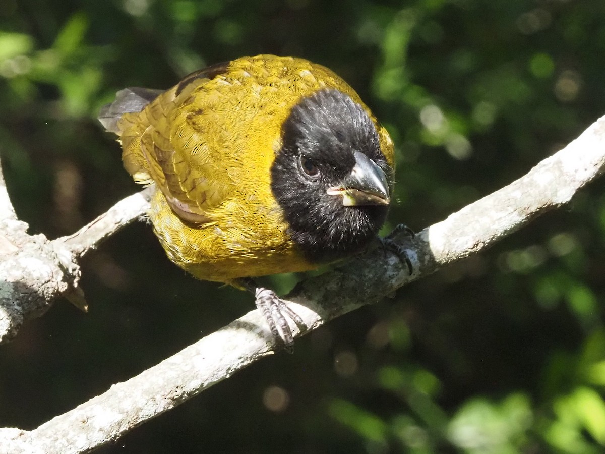 クロアカイカル - ML646631344