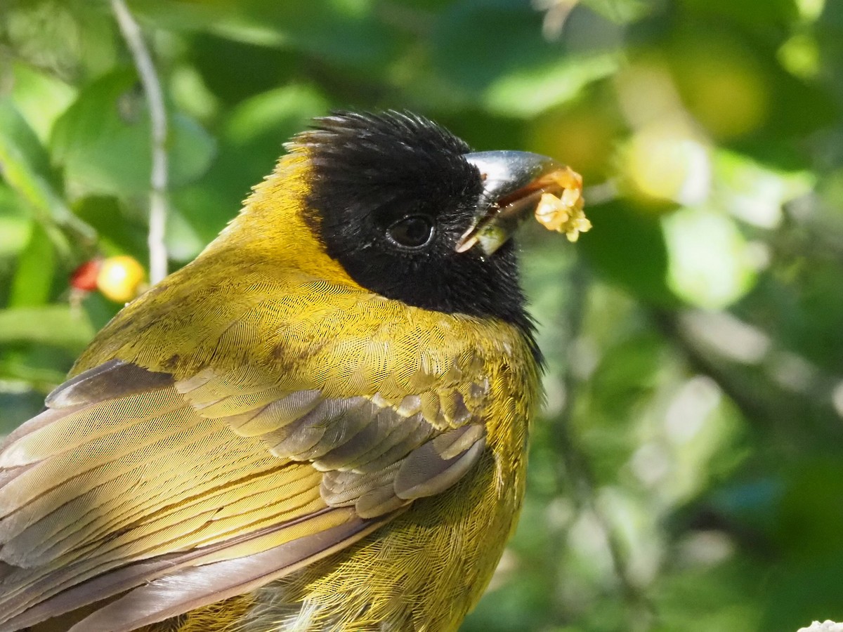 クロアカイカル - ML646631348