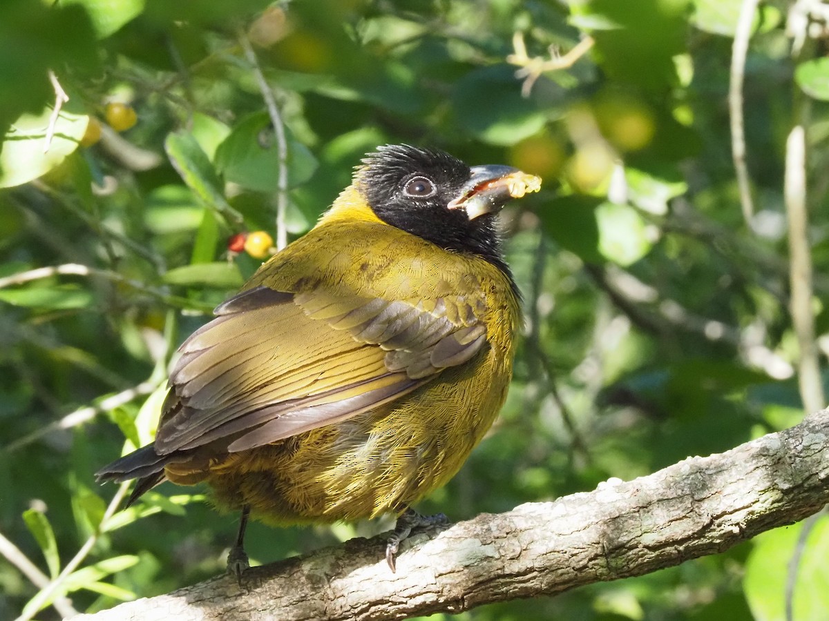 クロアカイカル - ML646631349