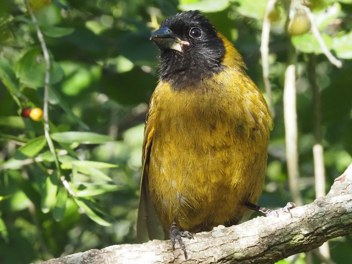 クロアカイカル - ML646631354