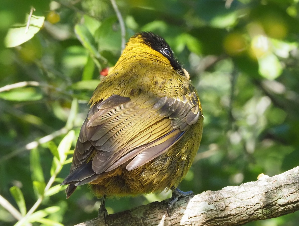 クロアカイカル - ML646631355