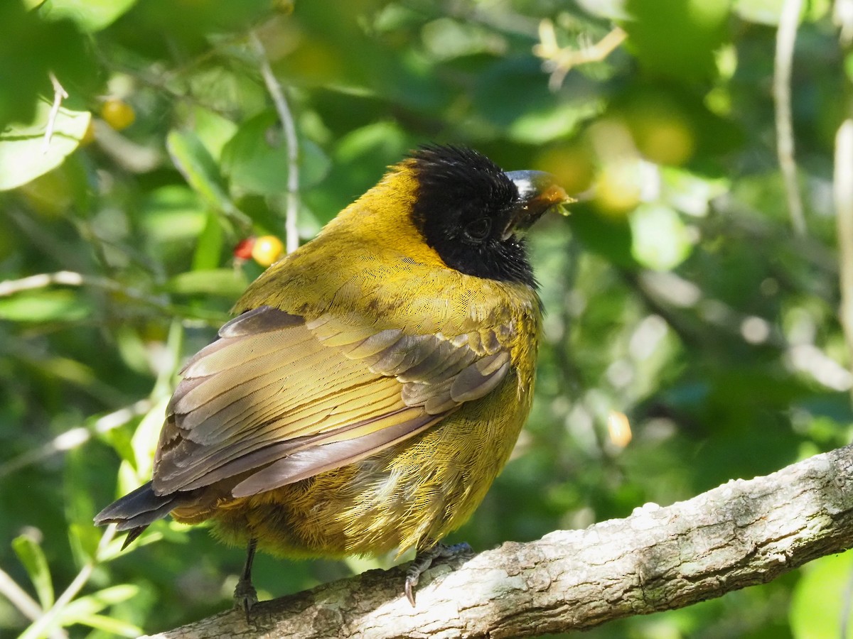 クロアカイカル - ML646631356