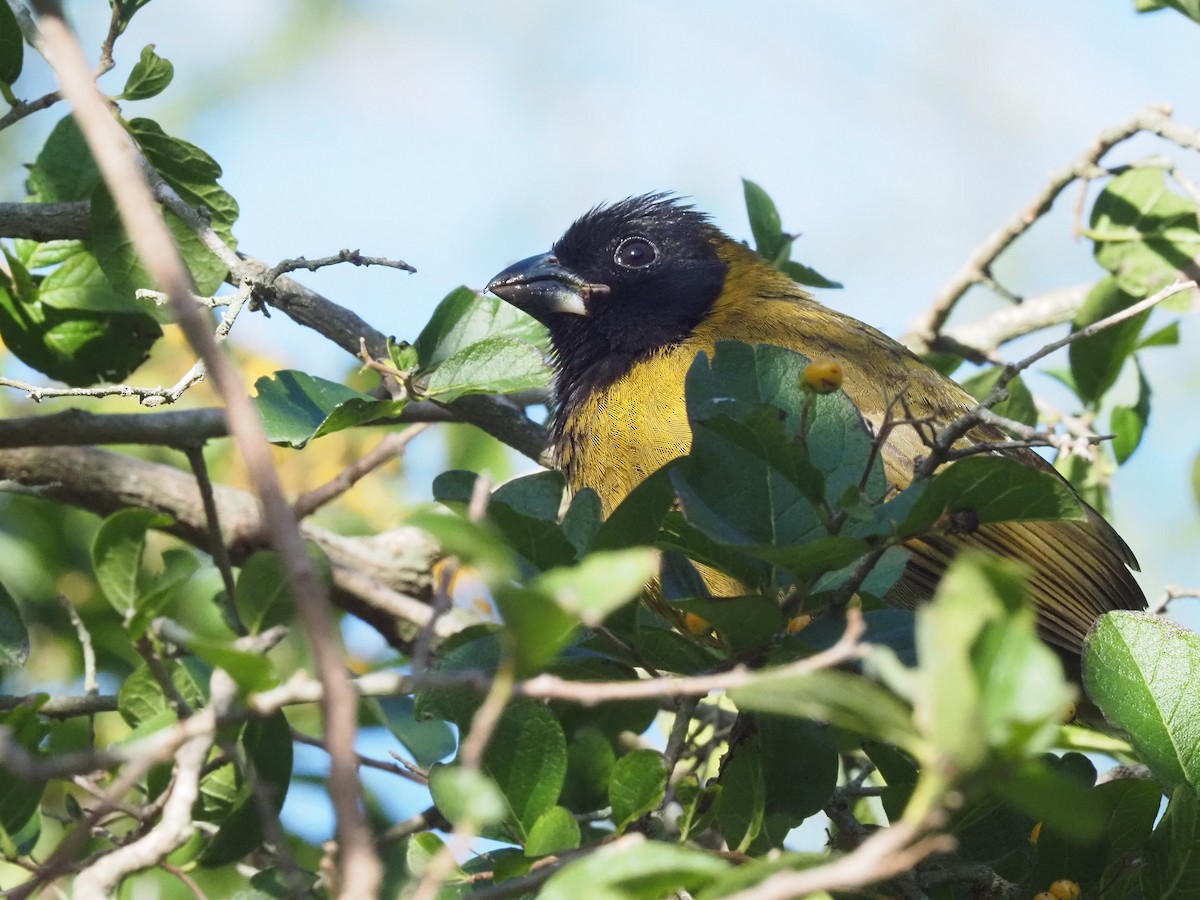 クロアカイカル - ML646631357