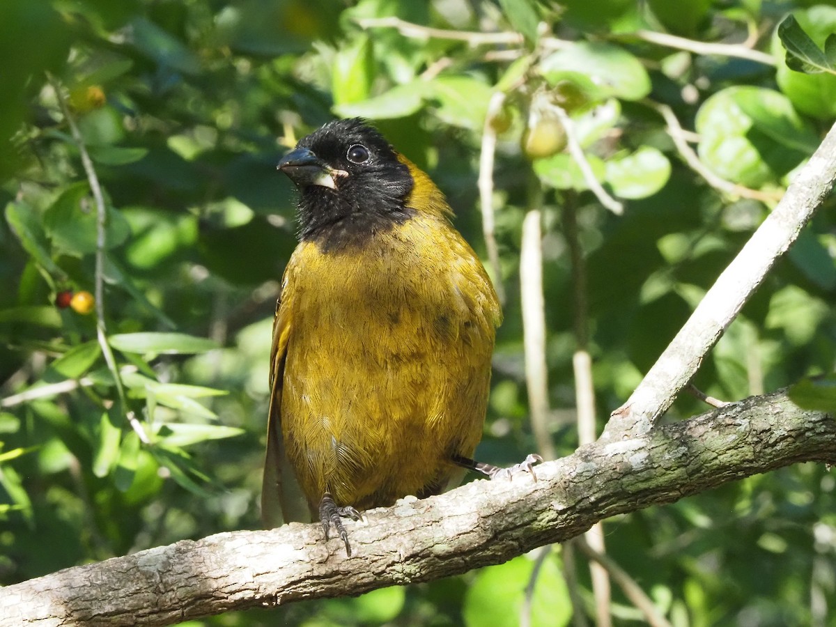 クロアカイカル - ML646631358