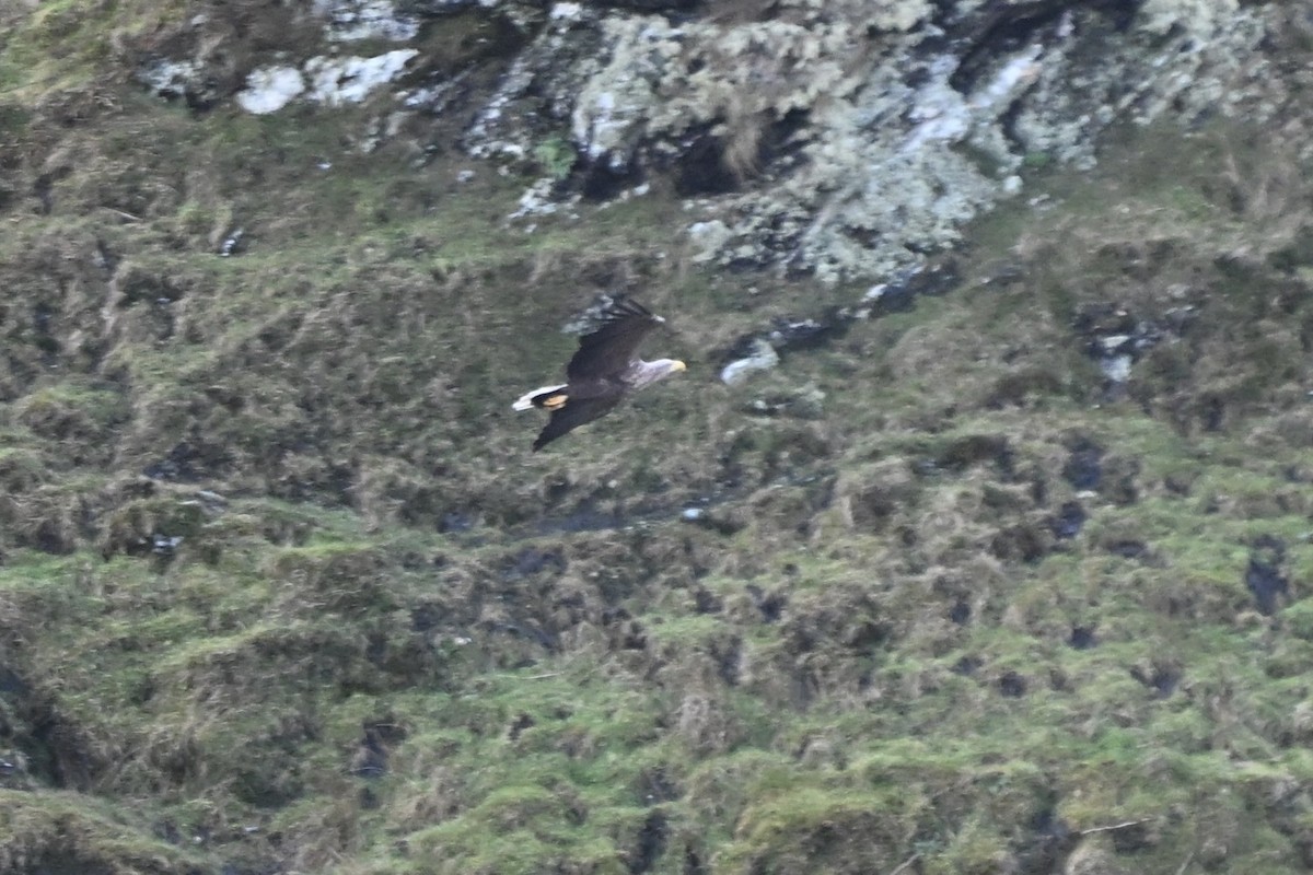 オジロワシ - ML646631359