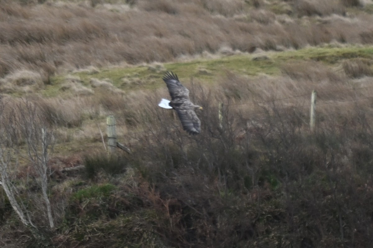 オジロワシ - ML646631360