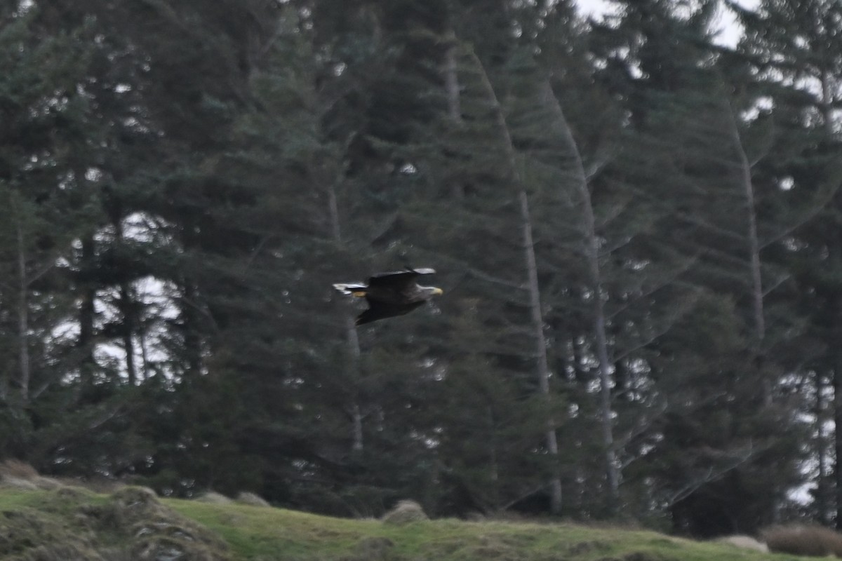 オジロワシ - ML646631361