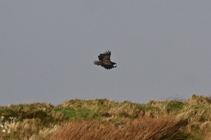 オジロワシ - ML646631362