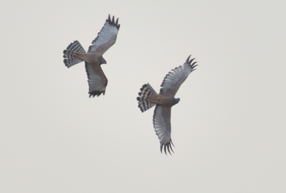 Benekli Delice - ML646631364