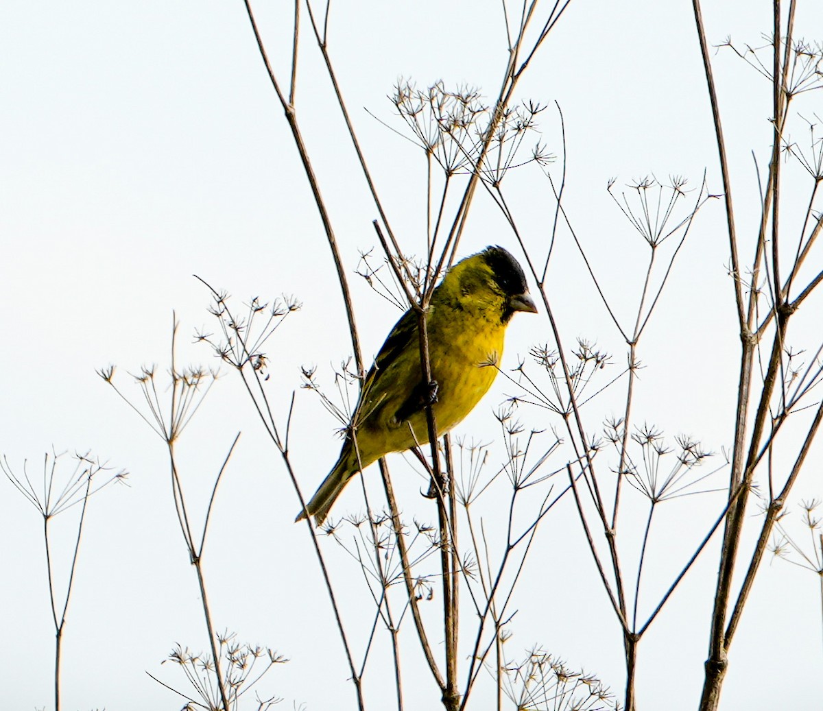 Black-chinned Siskin - ML646631365
